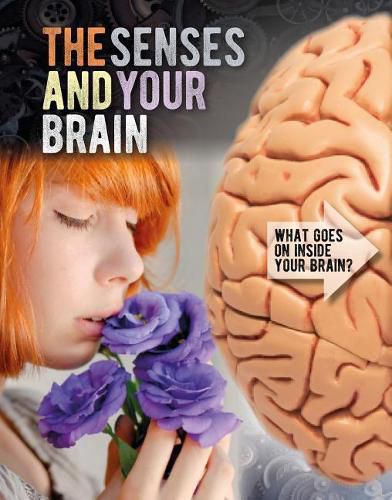 Cover image for The Senses and Your Brain