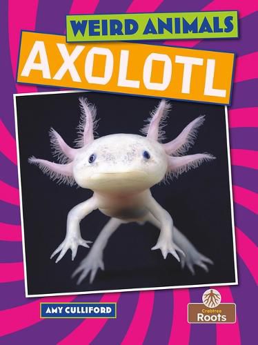 Axolotl