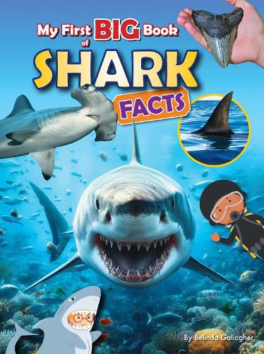 Cover image for My First BIG book of SHARK Facts
