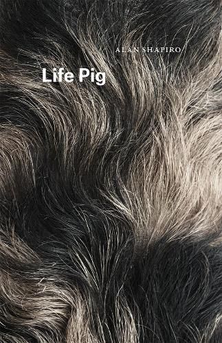 Cover image for Life Pig