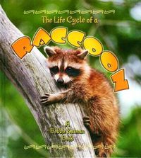 Cover image for The Life Cycle of a Raccoon