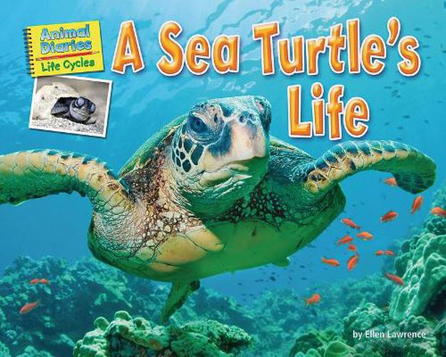 Cover image for A Sea Turtle's Life