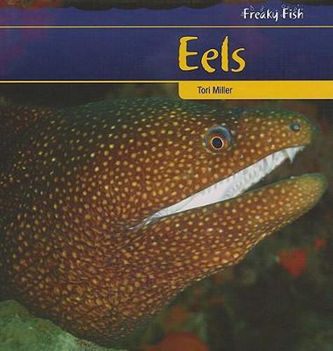 Eels