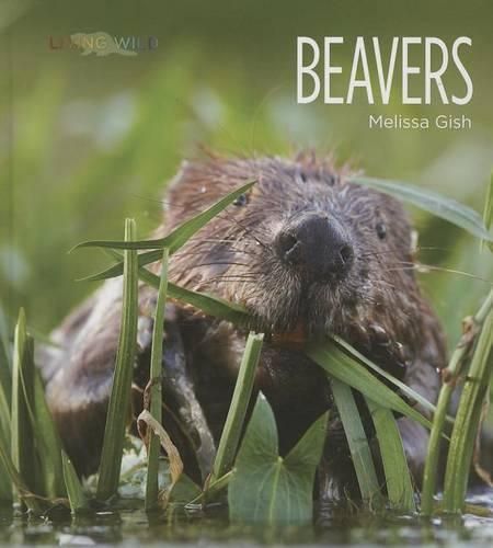 Cover image for Beavers