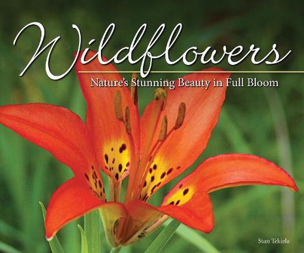 Cover image for Wildflowers: Nature's Stunning Beauty on Display