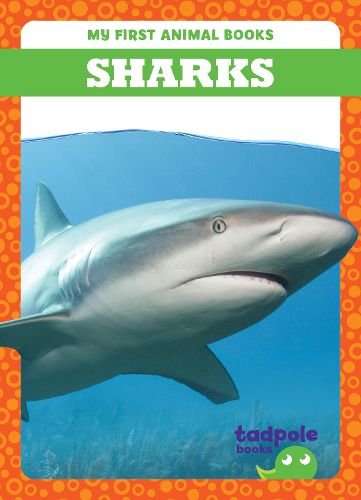 Cover image for Sharks