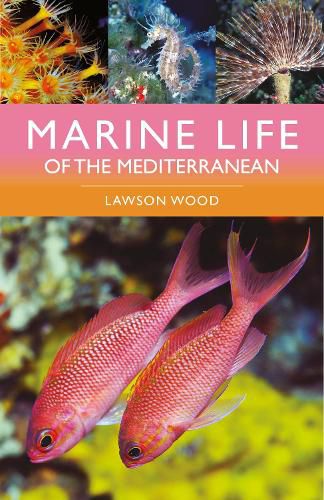 Cover image for Marine Life of the Mediterranean