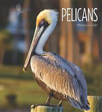 Cover image for Pelicans