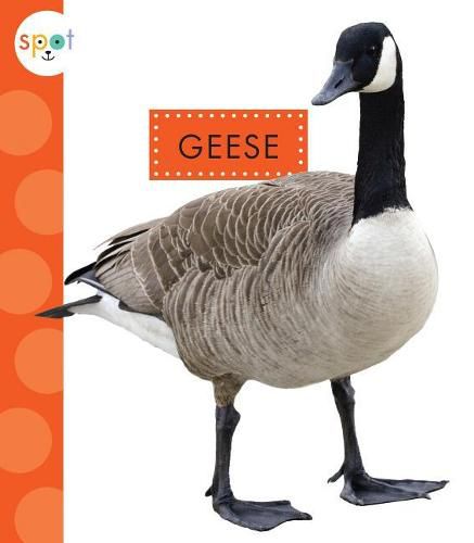 Cover image for Geese