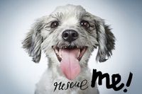 Cover image for Rescue Me!: Dog Adoption Portraits and Stories from New York City