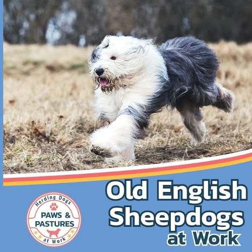 Old English Sheepdogs at Work