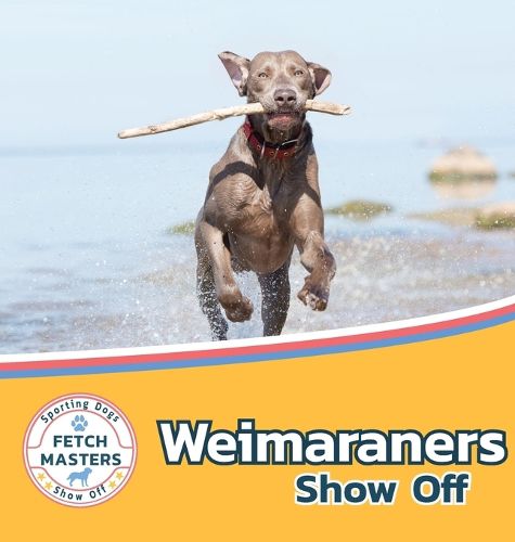 Weimaraners Show Off