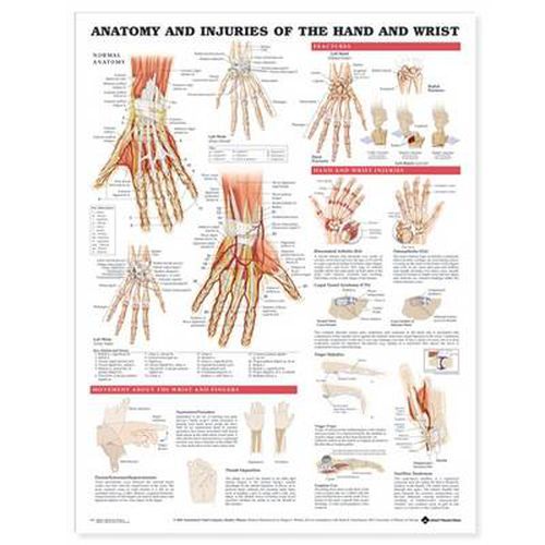 Cover image for Anatomy and Injuries of the Hand and Wrist Anatomical Chart