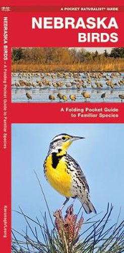 Cover image for Nebraska Birds: A Folding Pocket Guide to Familiar Species