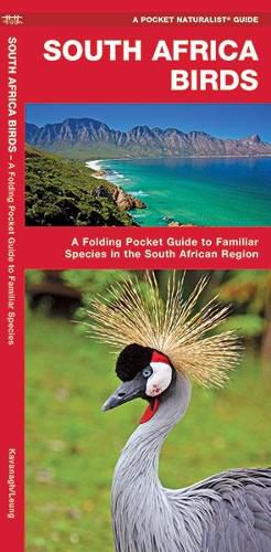 Cover image for South Africa Birds: A Folding Pocket Guide to Familiar Species