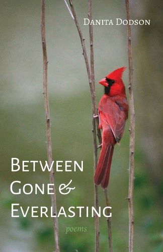 Cover image for Between Gone and Everlasting