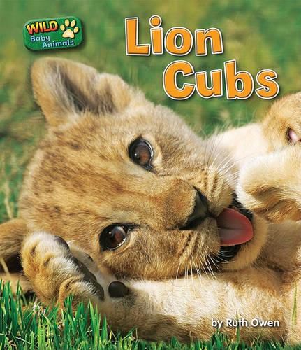 Cover image for Lion Cubs