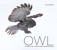 Cover image for Owl: A Year in the Lives of North American Owls