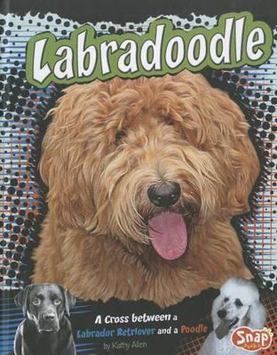 Cover image for Labradoodle: A Cross Between a Labrador Retriever and a Poodle
