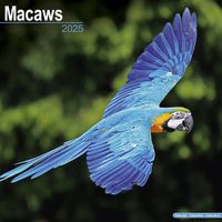 Cover image for Macaws Calendar 2025 Square Bird Wall Calendar - 16 Month