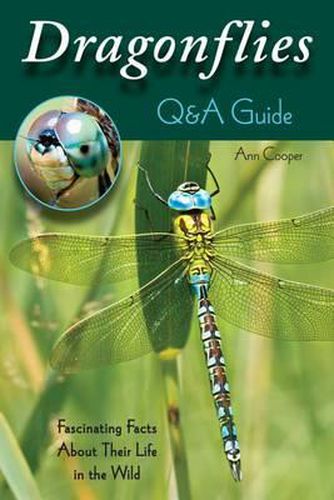 Cover image for Dragonflies: Q&A Guide: Fascinating Facts about Their Life in the Wild