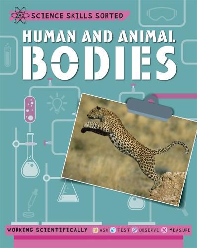 Cover image for Science Skills Sorted!: Human and Animal Bodies