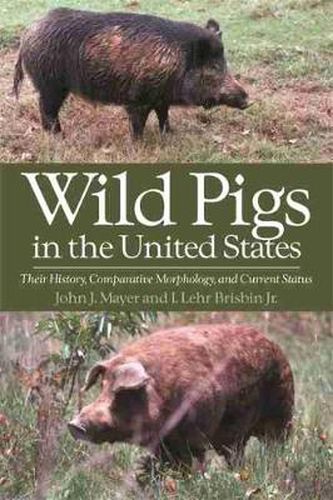 Cover image for Wild Pigs of the United States: Their History, Morphology, and Current Status