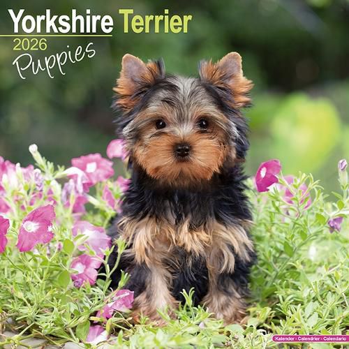 Cover image for Yorkshire Terrier Puppies Calendar 2026 Square Dog Puppy Breed Wall Calendar - 16 Month