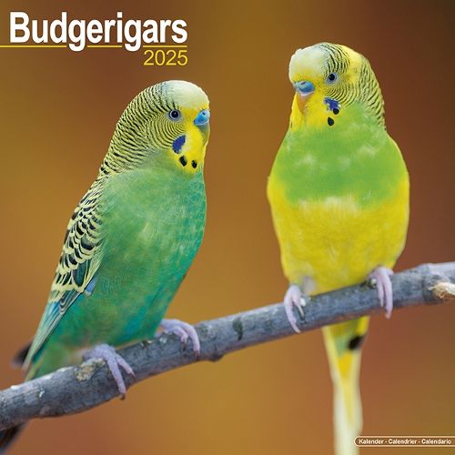 Budgerigars Calendar 2025 Square Bird Wall Calendar - 16 Month