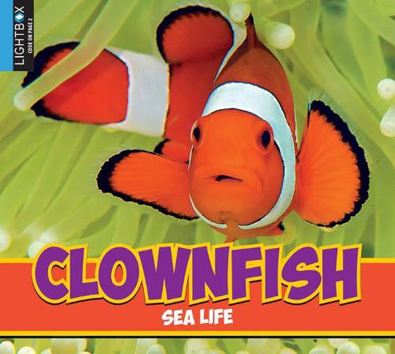 Clownfish