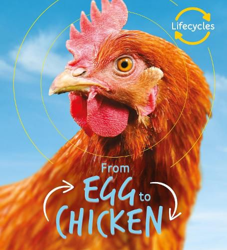 Cover image for Lifecycles: Egg to Chicken