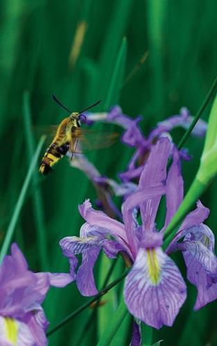 Cover image for Petite Wild Blue Iris Journal