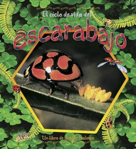 Cover image for El Ciclo de Vida del Escarabajo