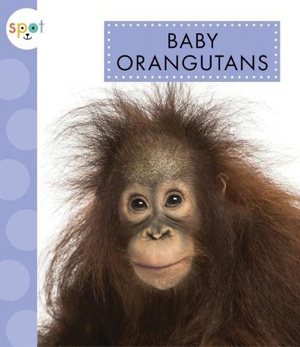 Cover image for Baby Orangutans