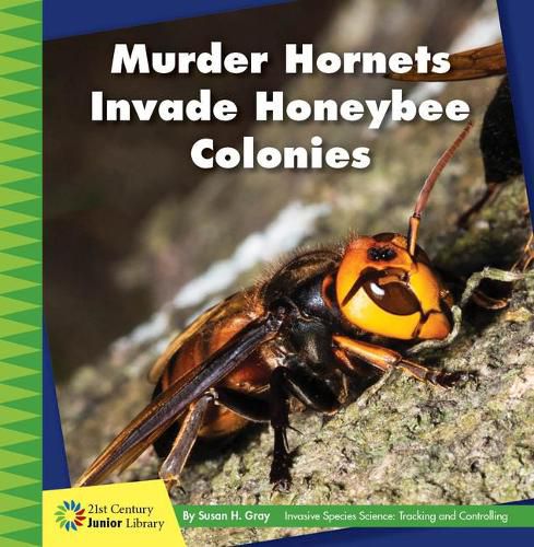 Murder Hornets Invade Honeybee Colonies