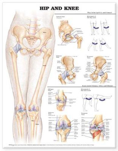 Cover image for Hip and Knee Anatomical Chart