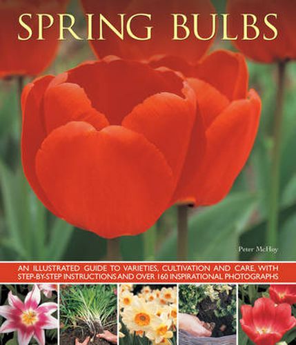 Cover image for Spring Bulbs