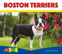 Cover image for Boston Terriers