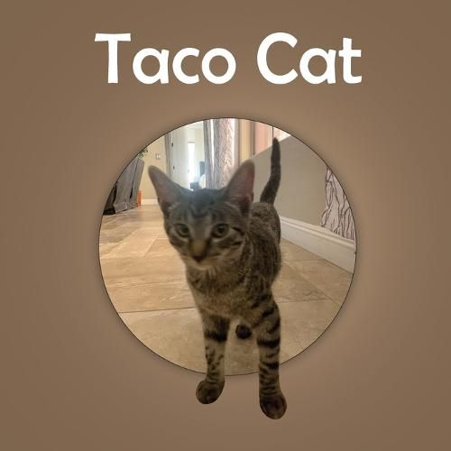 Cover image for Taco Cat