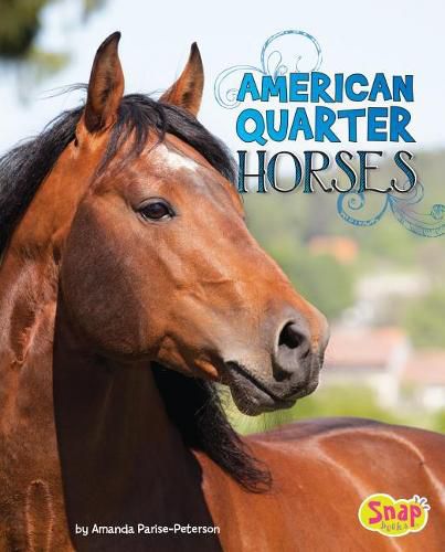 Cover image for American Quarter Horses (Horse Breeds)