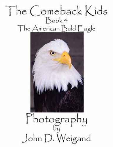 Cover image for The Comeback Kids, Book 4, The American Bald Eagle