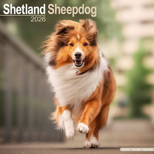 Cover image for Shetland Sheepdog Calendar 2026 Square Dog Breed Wall Calendar - 16 Month