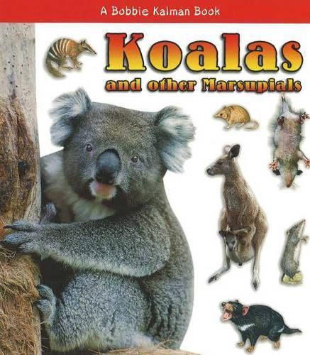 Cover image for Koalas and Other Marsupials