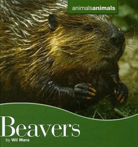 Cover image for Beavers