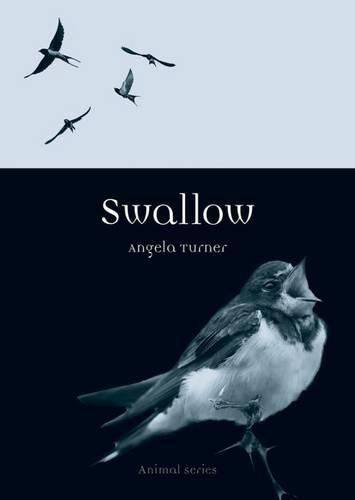 Cover image for Swallow