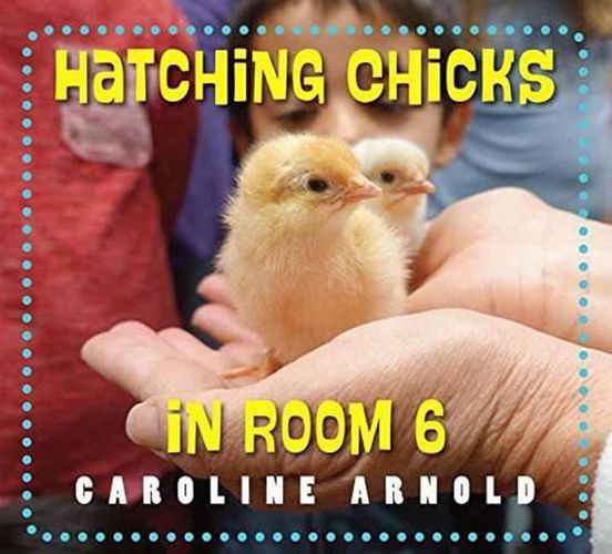 Cover image for Hatching Chicks in Room 6