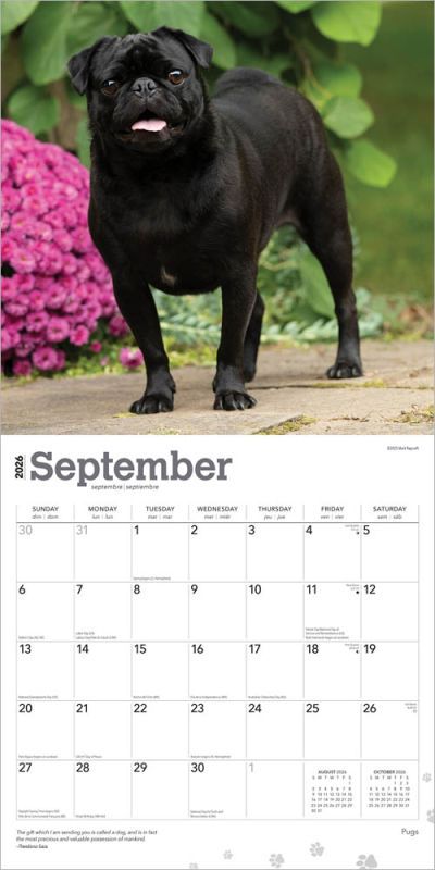 Pugs 2026 Wall Calendar