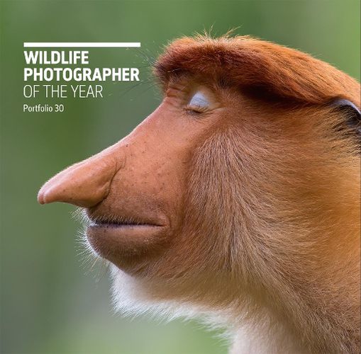 Cover image for Wildlife Photographer of the Year: Portfolio 30, Volume 30