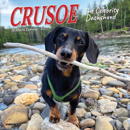 Cover image for Crusoe the Celebrity Dachshund 2026 7 X 7 Mini Wall Calendar