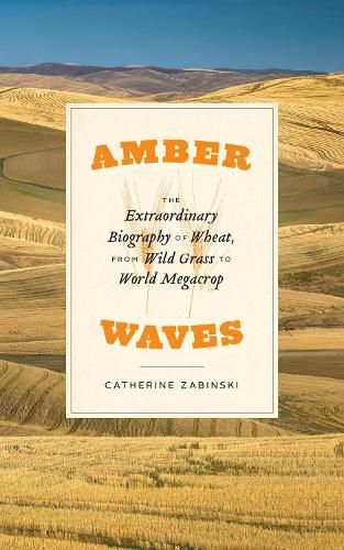 Cover image for Amber Waves: The Extraordinary Biography of Wheat, from Wild Grass to World Megacrop